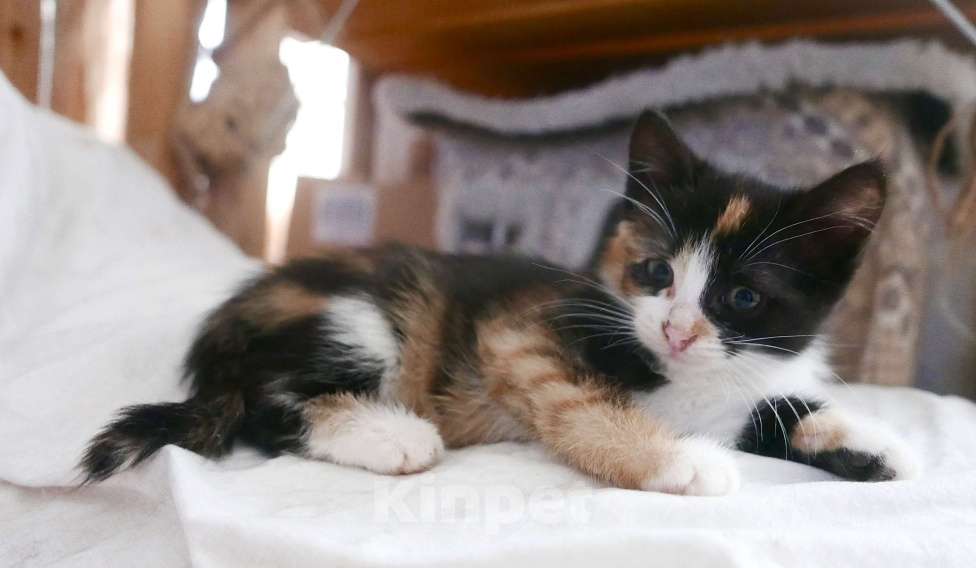 Кошки в Красногорске: Трехцветка Бусечка Девочка, 50 руб. - фото 3