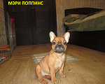 Собаки в Чехове: Щенки французского бульдога Девочка, 60 000 руб. - фото 2