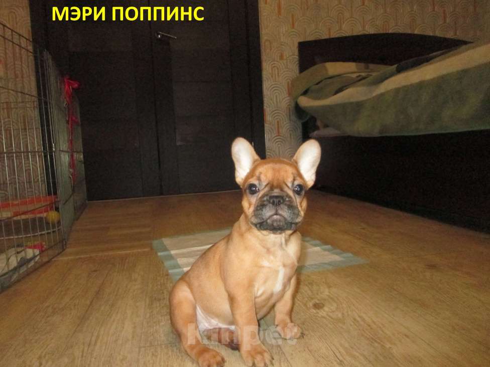 Собаки в Чехове: Щенки французского бульдога Девочка, 60 000 руб. - фото 2