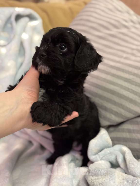 Собаки в Азове: Мальтипу Девочка, 50 000 руб. - фото 3