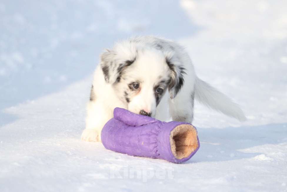 Собаки в Москве: Вельш корги кардиган-девочка Девочка, 60 000 руб. - фото 6