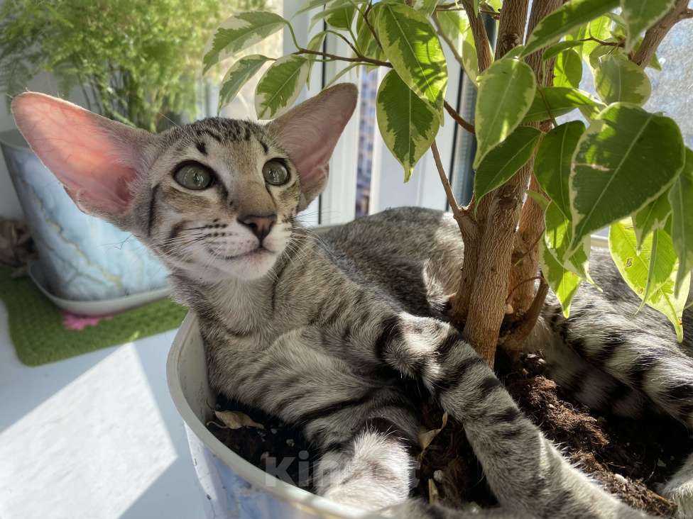 Кошки в других городах Московской области: Ориентальные котята экстрим с документами Мальчик, Бесплатно - фото 9