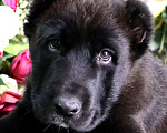 Собаки в Шахте: щенки алабая Мальчик, 25 000 руб. - фото 1