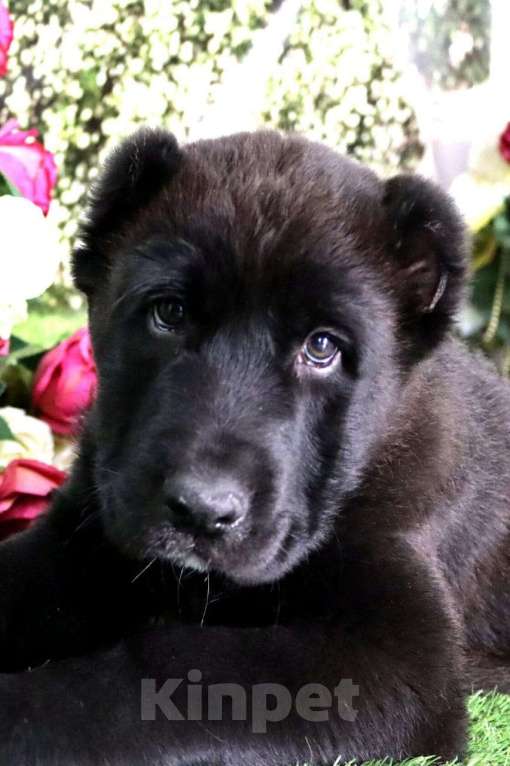 Собаки в Шахте: щенки алабая Мальчик, 25 000 руб. - фото 1