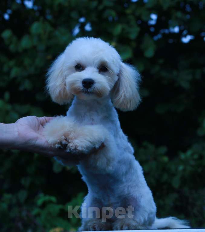 Собаки в Москве: мальтипу Ф1 щенки мини Мальчик, 70 000 руб. - фото 7