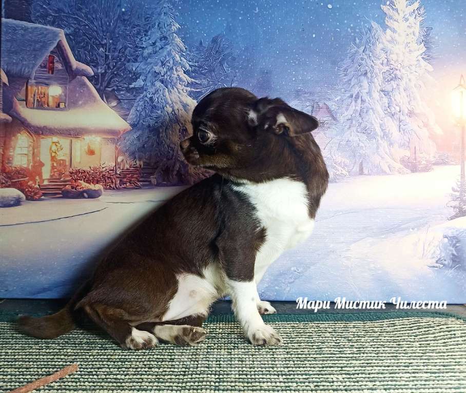 Собаки в Санкт-Петербурге: Вес, размер гарантирован Чилеста чихуахуа Девочка, 100 000 руб. - фото 8