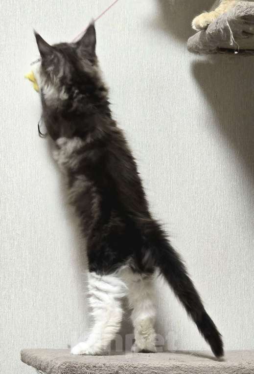 Кошки в Москве: Котята мейн-кун Девочка, 30 000 руб. - фото 5