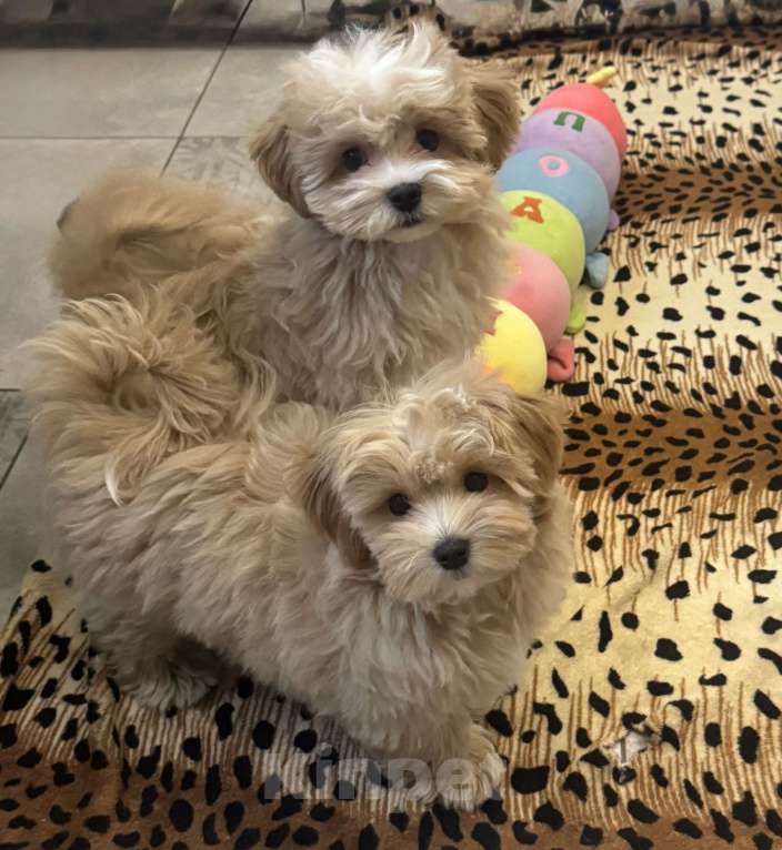 Собаки в Воронеже: Очень милая малышка мальтипу мини ф1, Девочка, 150 000 руб. - фото 1