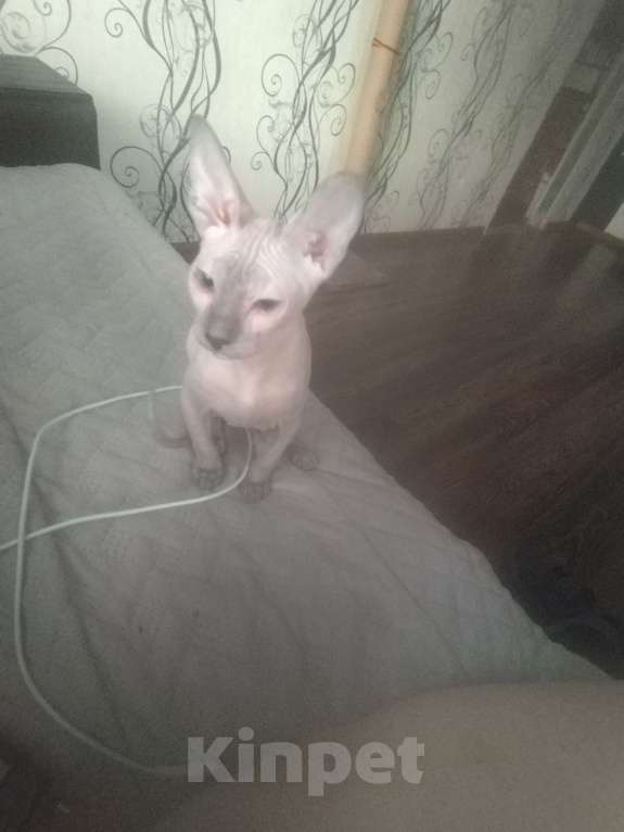 Кошки в Казани: Кошечка  Девочка, 10 000 руб. - фото 2