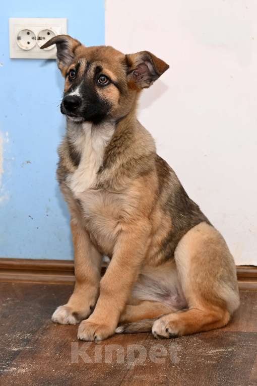 Собаки в других городах Московской области: Мечта-  девочка 4 мес. Вам нужен Друг что способен слушать звезды  и шорох дождя - это Мечта ваша!!! Девочка, 1 000 руб. - фото 4