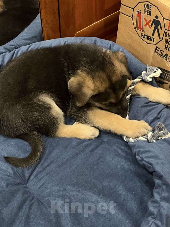 Собаки в Санкт-Петербурге: Немецкая овчарка отдается в добрые руки  Мальчик, Бесплатно - фото 3