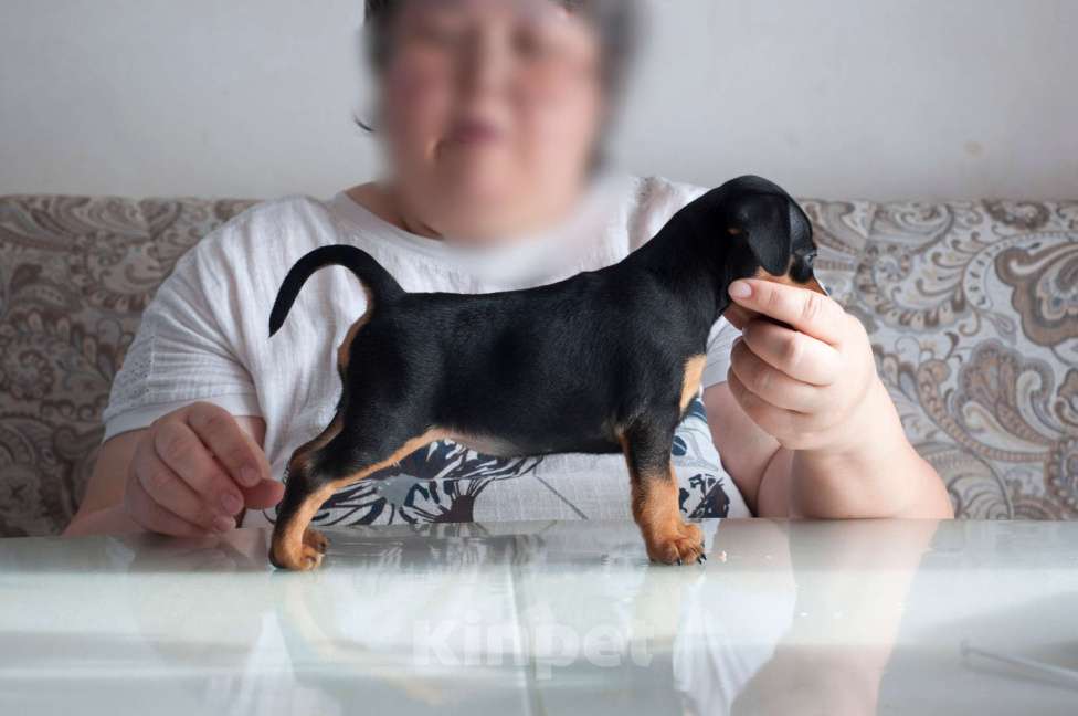 Собаки в Набережных Челнах: Щенок цвергпинчера Девочка, Бесплатно - фото 1