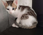 Кошки в Нижнем Новгороде: Котик в добрые руки  Мальчик, Бесплатно - фото 1