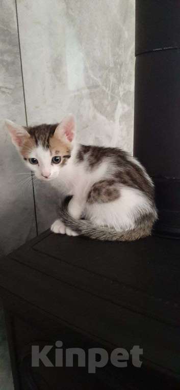 Кошки в Нижнем Новгороде: Котик в добрые руки  Мальчик, Бесплатно - фото 1