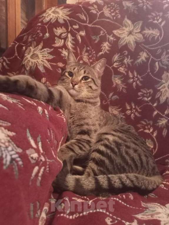 Кошки в Омске: (ﾉ◕ヮ◕)ﾉ*:･ﾟ✧Любознательный, игривый и общительный котик в поисках своей любящей семьи *:･ﾟ✧ Мальчик, Бесплатно - фото 3