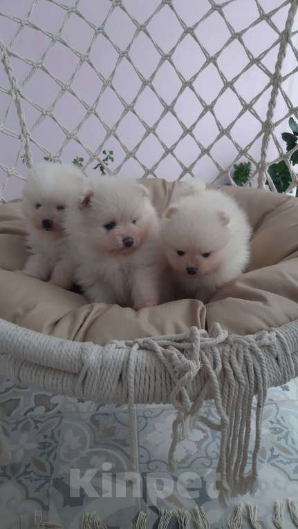 Собаки в Казани: Чистокровные помиранские шпицы Мальчик, 65 000 руб. - фото 2