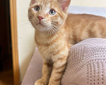Кошки в Москве: Ищет семью солнечный рыжик с любопытными глазками! Мальчик, Бесплатно - фото 2