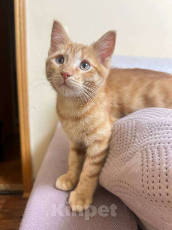 Кошки в Москве: Ищет семью солнечный рыжик с любопытными глазками! Мальчик, Бесплатно - фото 2