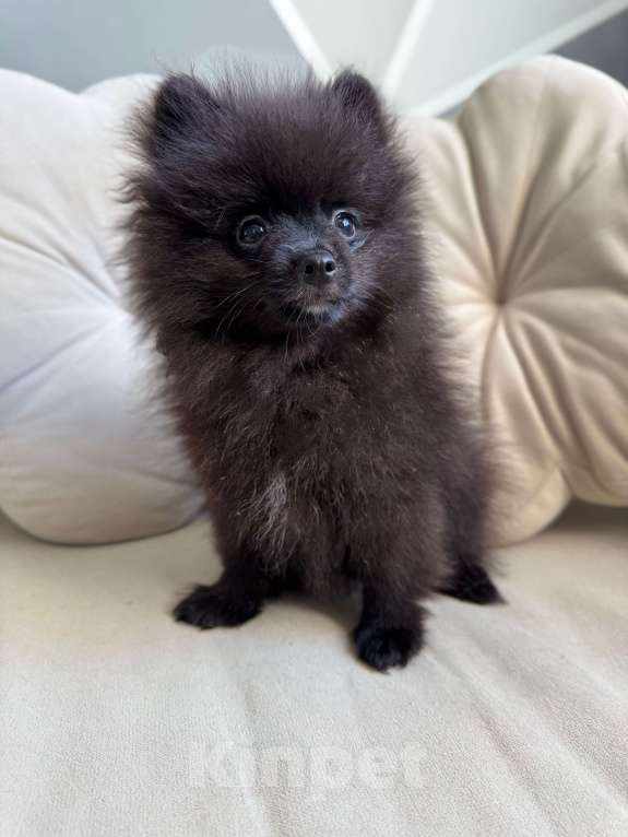Собаки в Москве: Щенок померанский шпиц редкий окрас! Мальчик, 50 000 руб. - фото 4