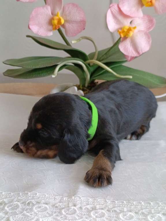 Собаки в Москве: Русский охотничий спаниель мальчик Мальчик, 50 000 руб. - фото 2