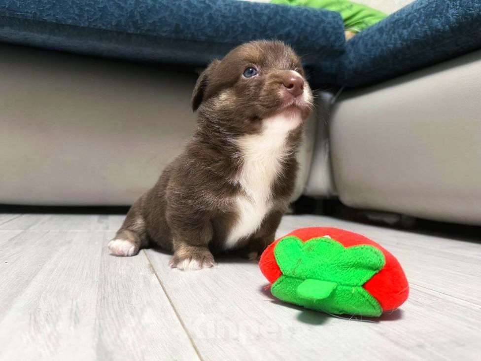 Собаки в других городах Московской области: Вельш Корги Кардиган Девочка, 40 000 руб. - фото 1