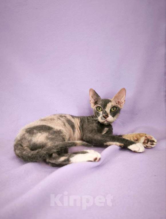 Кошки в Москве: девочка украинский левкой страйт Девочка, Бесплатно - фото 4