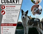 Собаки в Великом Новгороде: Пропала собака Девочка, 100 000 руб. - фото 4