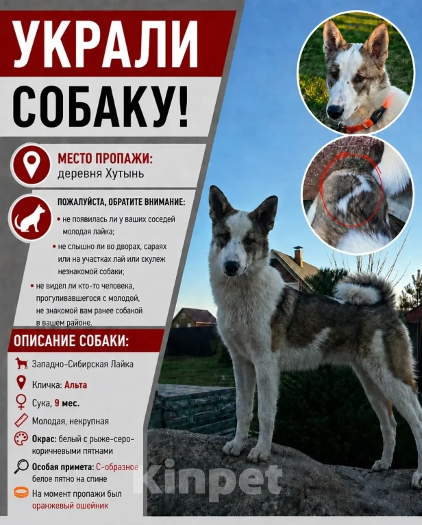 Собаки в Великом Новгороде: Пропала собака Девочка, 100 000 руб. - фото 4