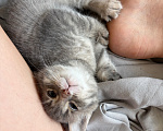 Кошки в Саратове: Котята в добрые руки Девочка, Бесплатно - фото 2