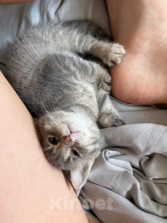 Кошки в Саратове: Котята в добрые руки Девочка, Бесплатно - фото 2
