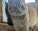 Кошки в Казани: Котенок подросток Мальчик, Бесплатно - фото 1