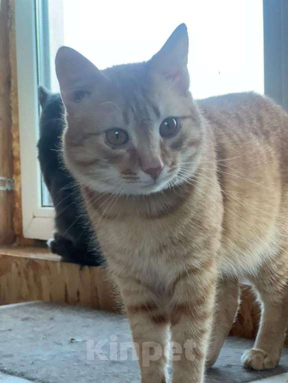 Кошки в Казани: Котенок подросток Мальчик, Бесплатно - фото 1