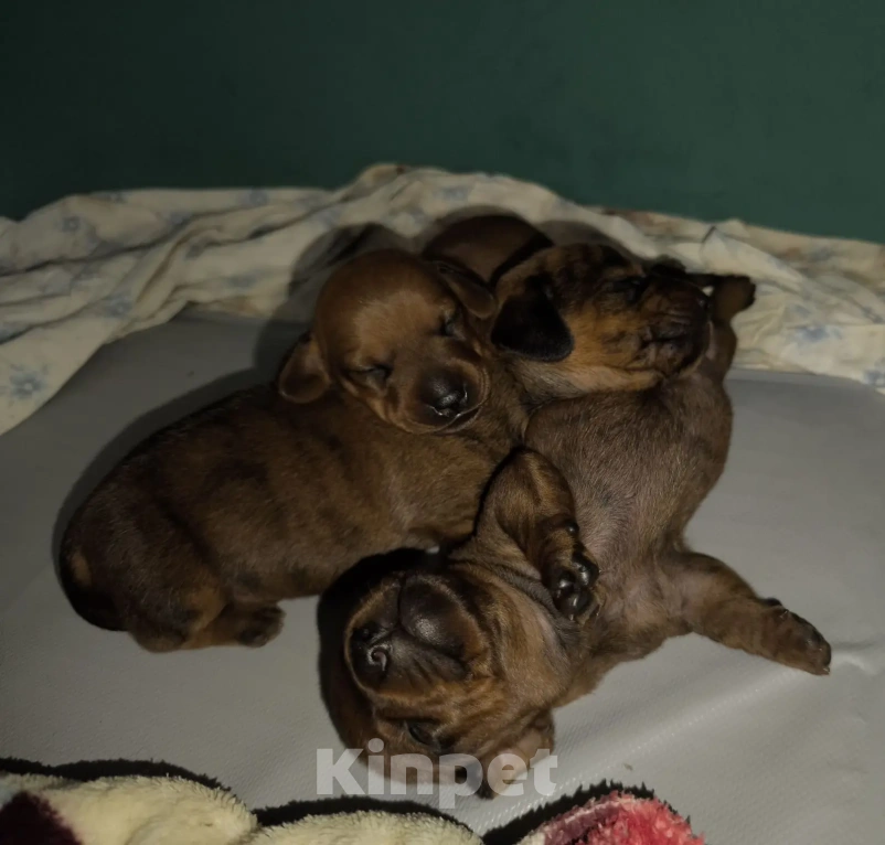 Собаки в Жуковском: Таксята Мальчик, 50 000 руб. - фото 2