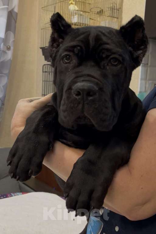 Собаки в других городах Московской области: Щенки Кане Корсо Девочка, 100 000 руб. - фото 1