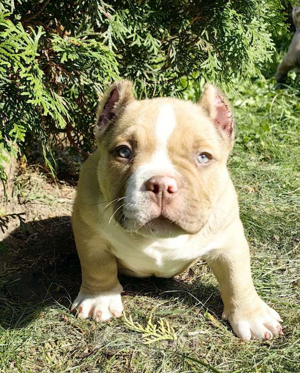 Собаки в Александрове: Малыш американский булли  Мальчик, 100 000 руб. - фото 4