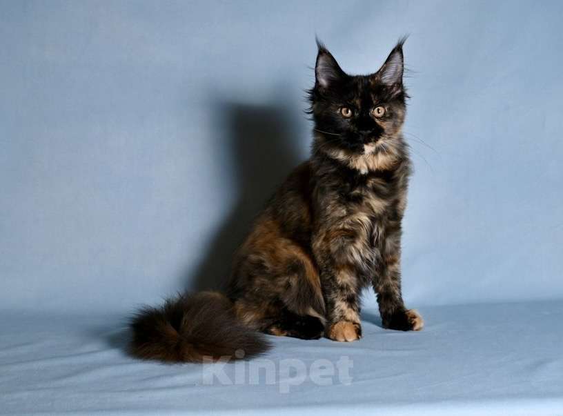 Кошки в Саратове: Мейн Кун Девочка, 40 000 руб. - фото 5