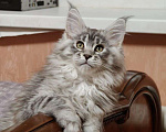 Кошки в Нижнем Новгороде: Котята породы мейн-кун Девочка, Бесплатно - фото 1