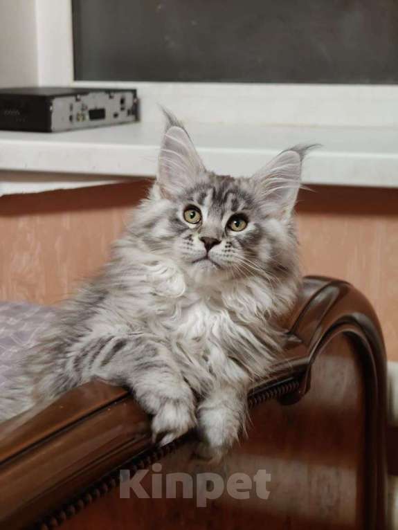 Кошки в Нижнем Новгороде: Котята породы мейн-кун Девочка, Бесплатно - фото 1