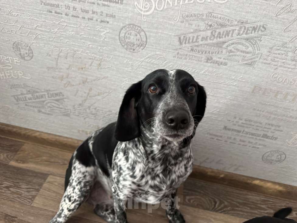 Собаки в Омске: Продам куцхара Девочка, 5 000 руб. - фото 2