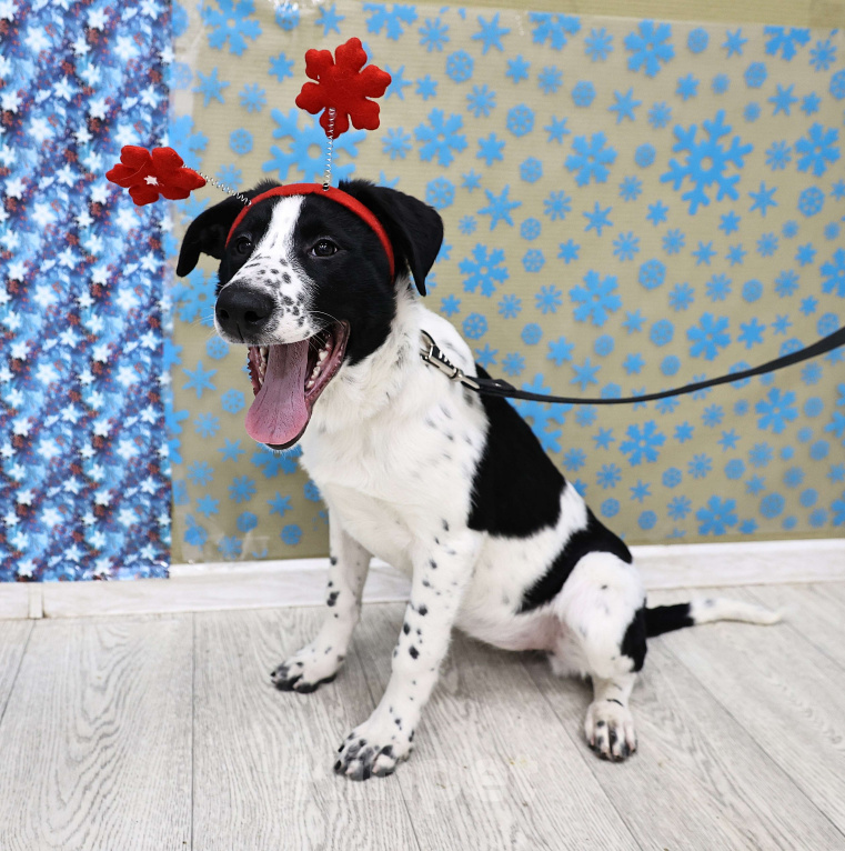 Собаки в Москве: Щенки бесплатно в Москве Девочка, Бесплатно - фото 3