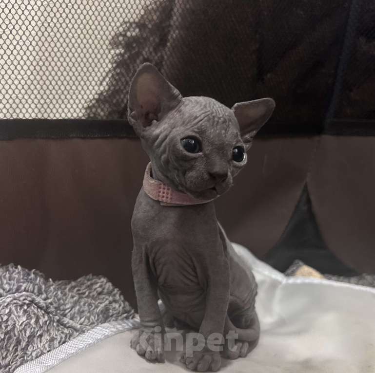 Кошки в Москве: Розовая Девочка, 20 000 руб. - фото 3