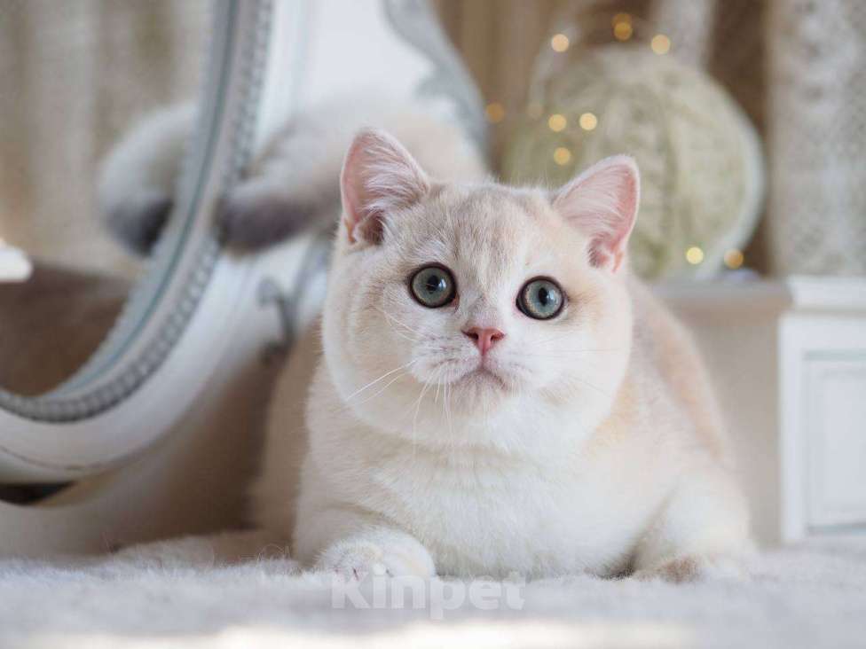 Кошки в Москве: Британский котенок Алюр Мальчик, 150 000 руб. - фото 5