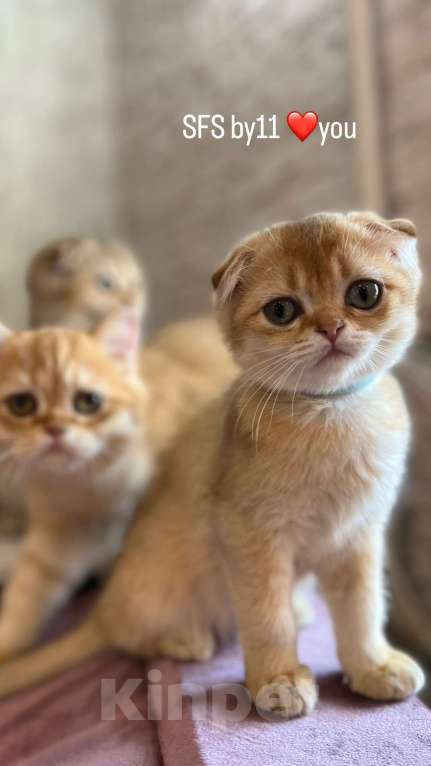 Кошки в Санкт-Петербурге: Вислоухая золотая шиншилла  Девочка, Бесплатно - фото 2