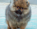 Собаки в Самаре: Шпиц Мальчик, 70 000 руб. - фото 3