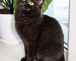 Кошки в Москве: Черная жемчужина Бусинка, ласковый котенок-подросток в добрые руки Девочка, Бесплатно - фото 2