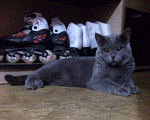 Кошки в Мглине: Вязка британский кот, 1 руб. - фото 2