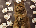 Кошки в Барыше: Котики из питомника, 15 000 руб. - фото 4