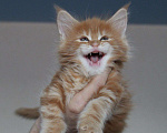 Кошки в Добрянке: Мейн кун, 40 000 руб. - фото 1