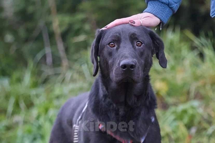 Собаки в Москве: Зорро 3,5 года. ищет семью. Мальчик, Бесплатно - фото 9