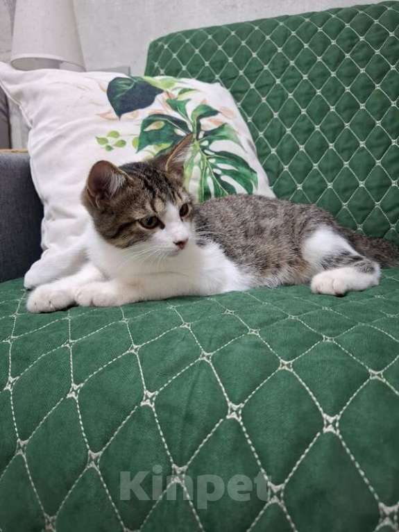 Кошки в Москве: Котенок Тимофей ищет семью. Мальчик, Бесплатно - фото 5